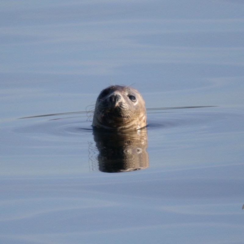 A grey seal