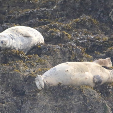 grey seals