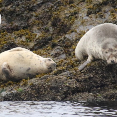 grey seals