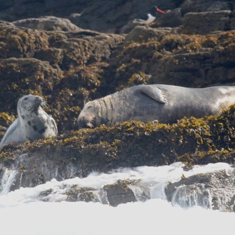 grey seals