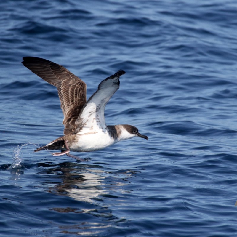 A great shearwater