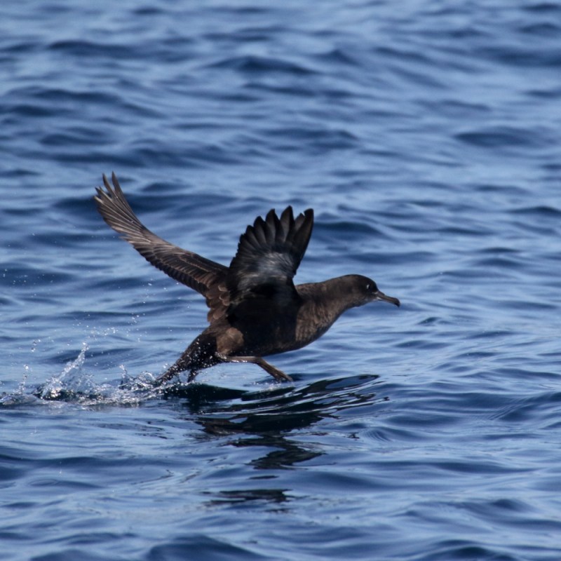 A sooty shearwater