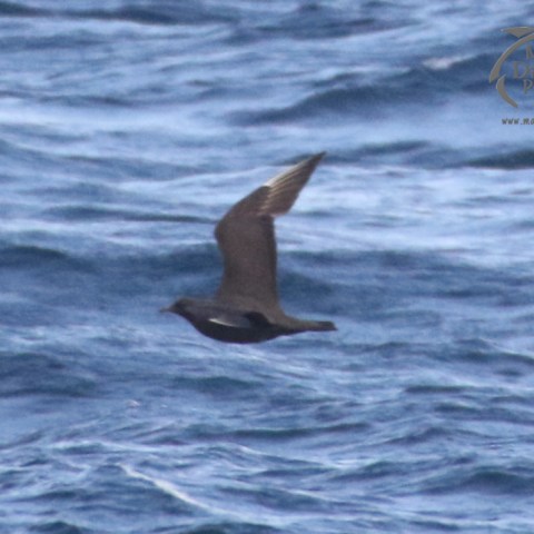 arctic skua