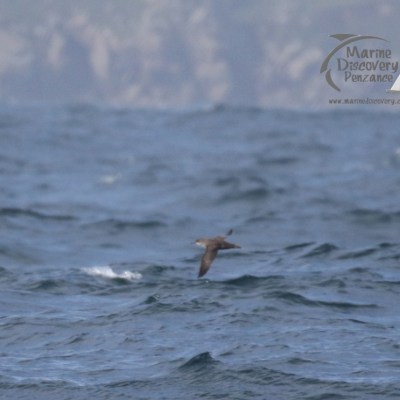 balearic shearwater