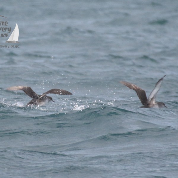 balearic shearwaters