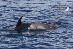 bottlenose dolphin calf