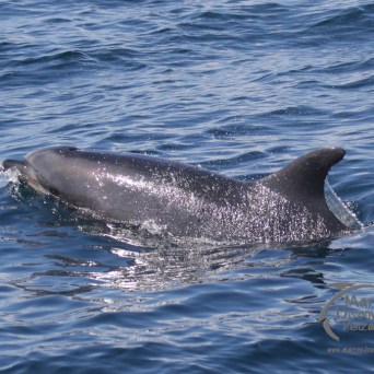 bottlenose dolphin
