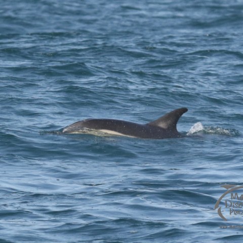 common dolphin