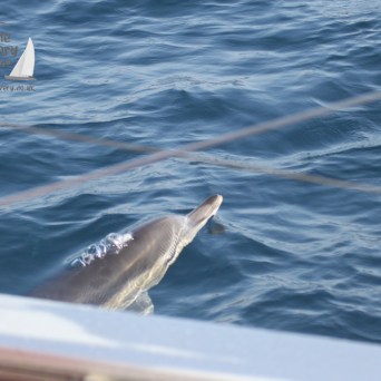 common dolphin