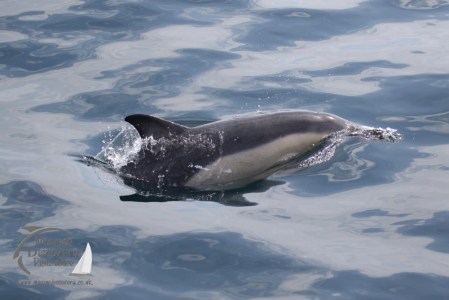 common dolphin