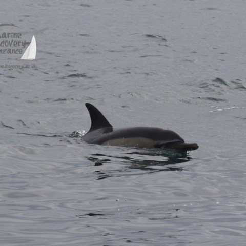 common dolphin