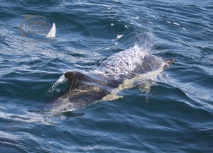 common dolphin