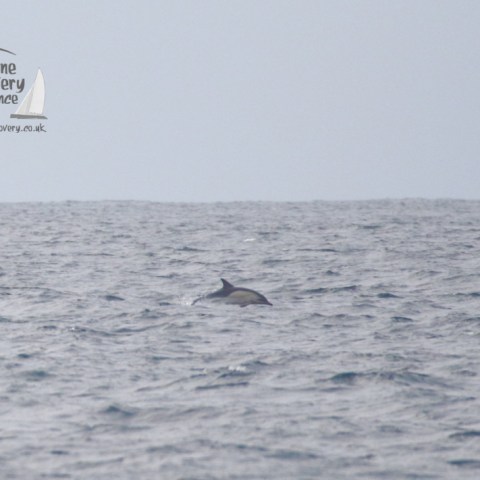 common dolphin