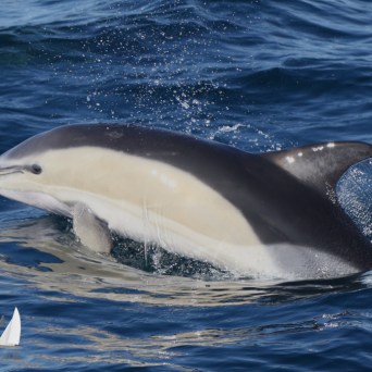 common dolphin