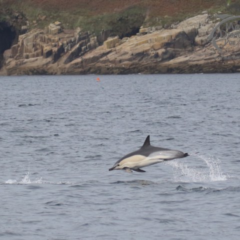 common dolphin