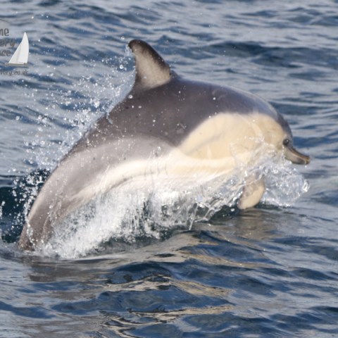 common dolphin