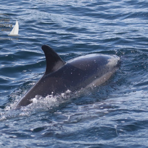 common dolphin