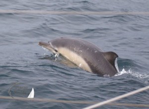 common dolphin