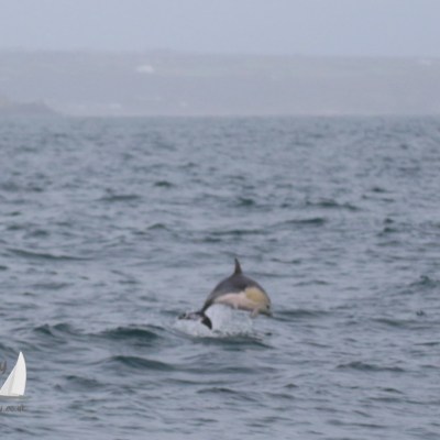 common dolphin