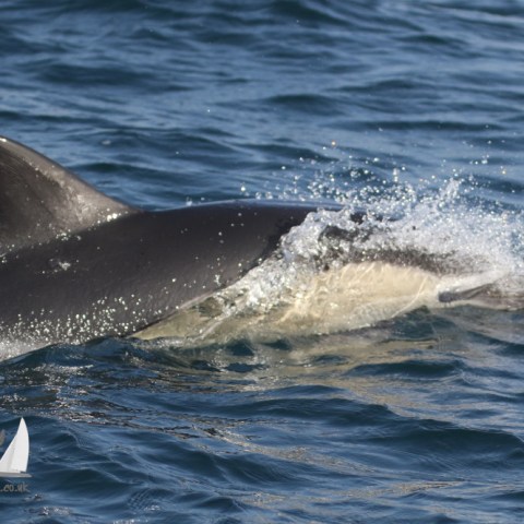 common dolphin