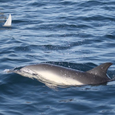 common dolphin