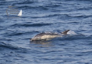 common dolphins