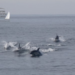 common dolphins
