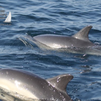 common dolphins
