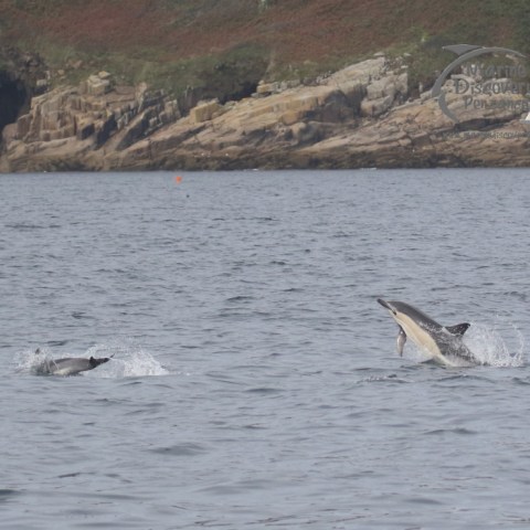 common dolphins