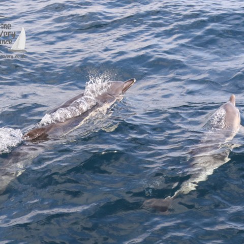 common dolphins
