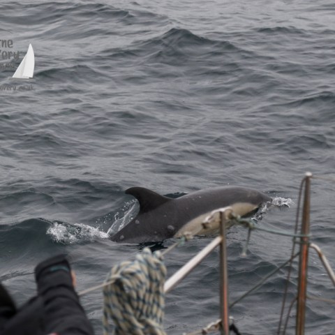 common dolphin