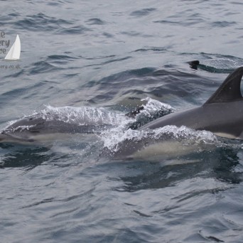 common dolphins