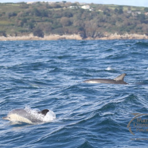 common dolphins