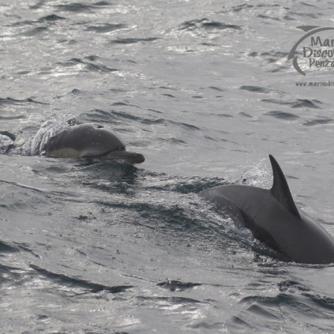 common dolphins