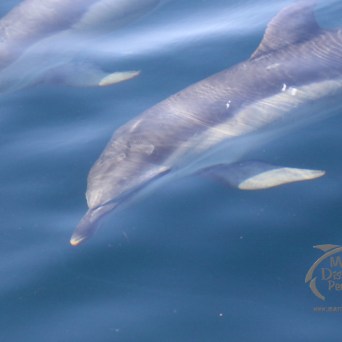 common dolphins