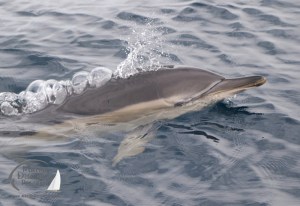 common dolphins