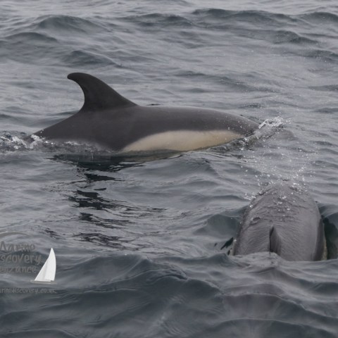 common dolphins
