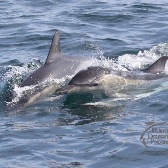 common dolphins