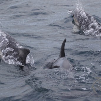 common dolphins