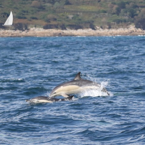 common dolphins