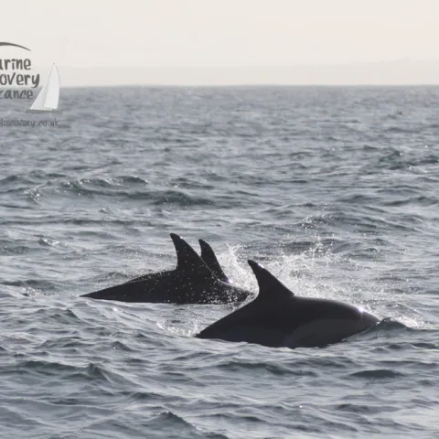 common dolphins