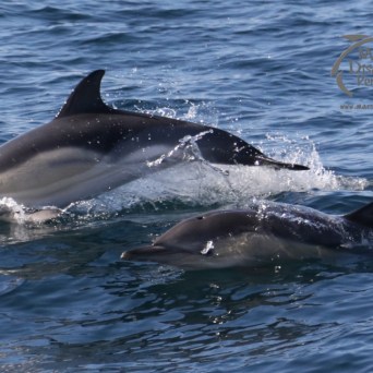 common dolphins