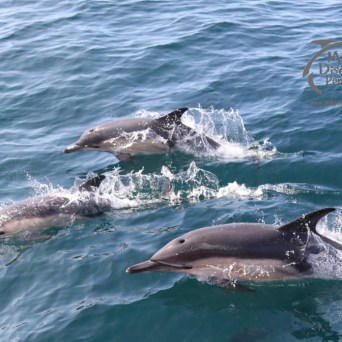 common dolphins