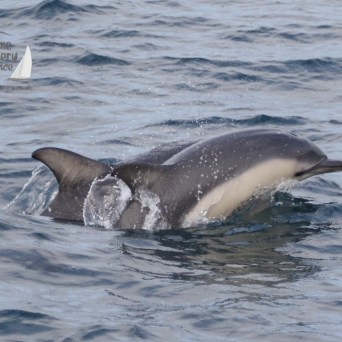 common dolphins