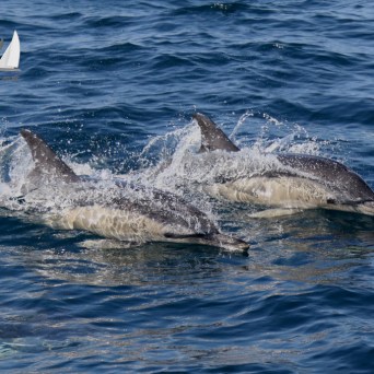 common dolphins