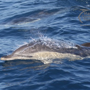 common dophin