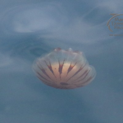 compass jellyfish