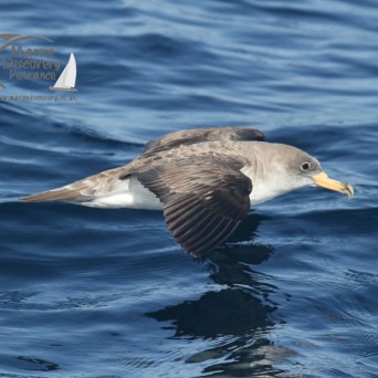 cory's shearwater