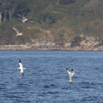 diving gannets