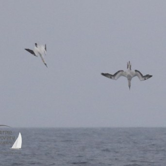 diving gannets